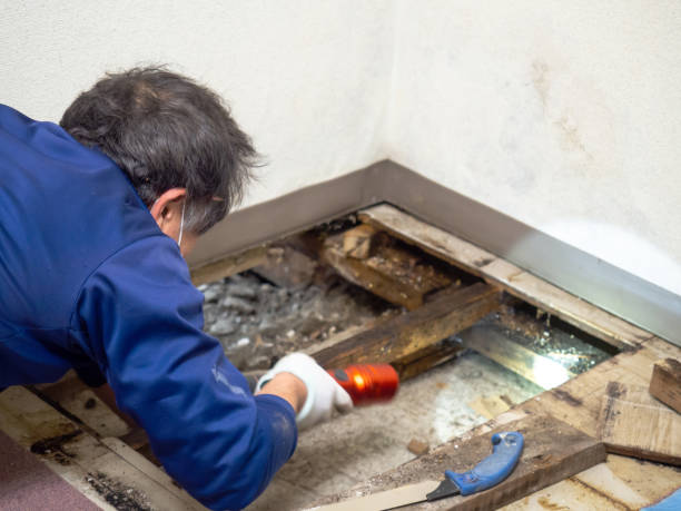 Best Toxic Mold Removal  in Belen, NM