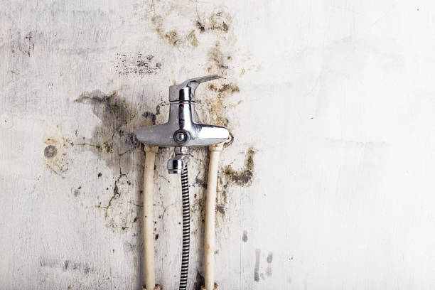 Best Mold Cleaning Services  in Belen, NM
