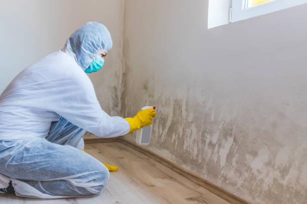 Best Mold Removal Process  in Belen, NM