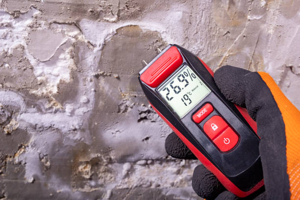 Best Residential Mold Removal  in Belen, NM