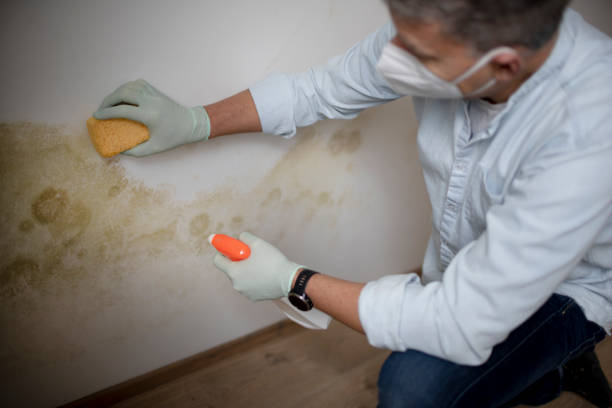 Best Certified Mold Removal  in Belen, NM