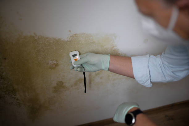 Best Toxic Mold Removal  in Belen, NM
