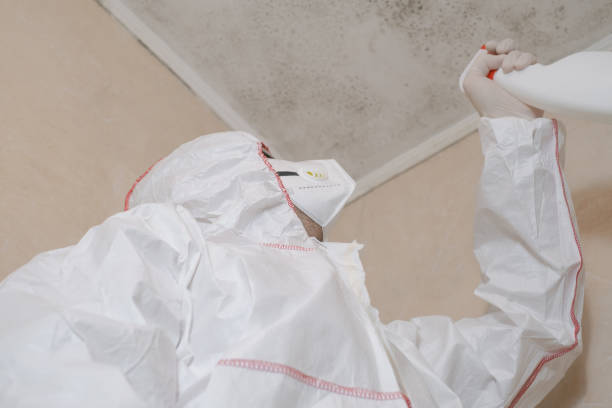 Certified Mold Removal in Belen, NM