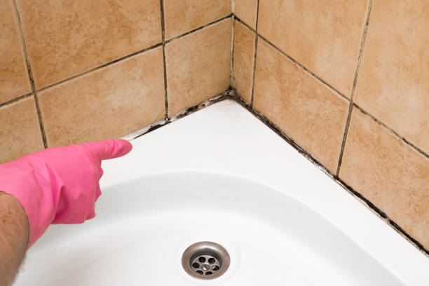 Best Mold Testing  in Belen, NM